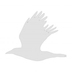 Silver GREY Crow2 jpg